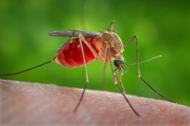 A Culex quinquefasciatus mosquito is seen on the skin of a human host in this 2014