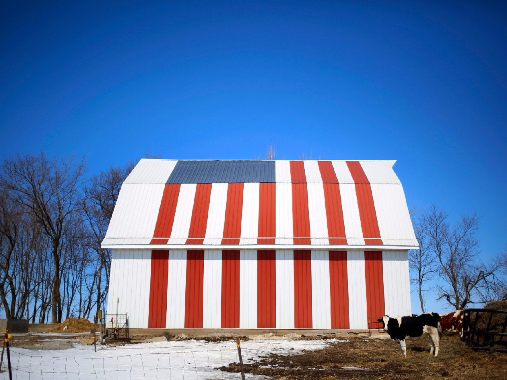 A cow stands in front of barn painted with a U.S. flag in Homestead Iowa