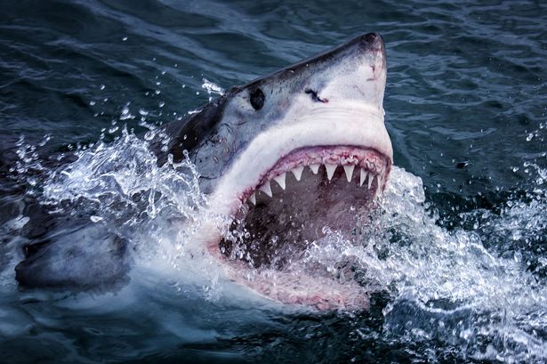 Great White shark