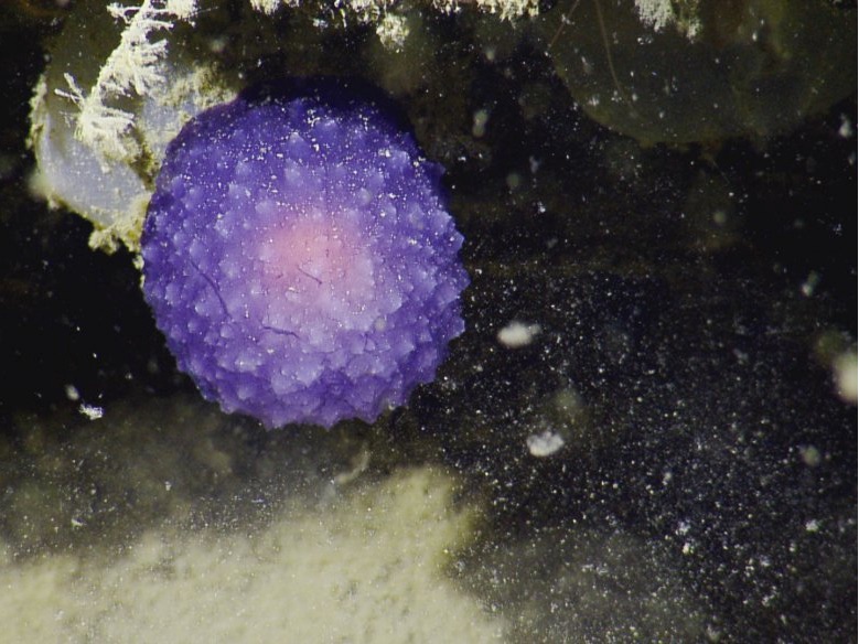 Mysterious Purple Sea Orb Stymies Scientists