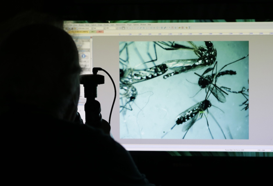 A researcher from Florida looks through a microscope at the Zika Virus causing Aedes aegypti mosquitoes