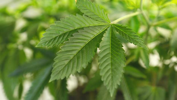 A thriving marijuana plant is seen at a grow operation in Denver Colorado