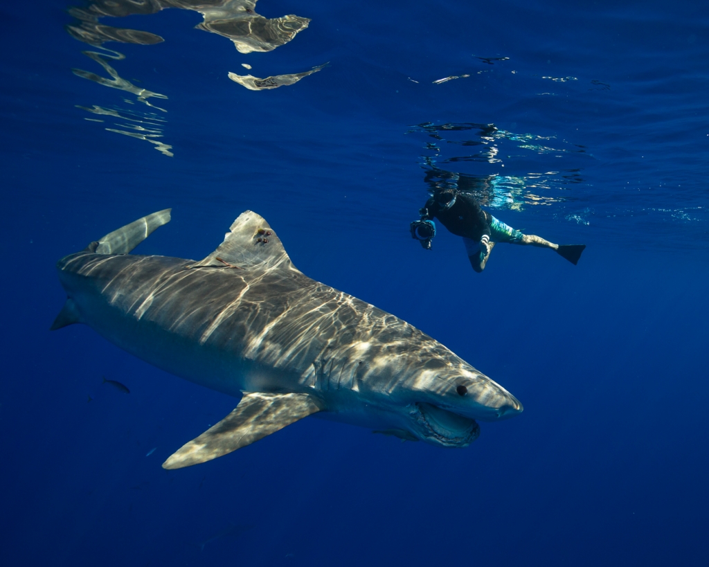 Caption provided by Juan Oliphant'Clark little enjoying some quality time with a tiger shark named ÒRoxyÓ on a pelagic dive @oneoceandiving. I love to see outstanding watermen in the surfing culture like Clark find a new respect and understanding for