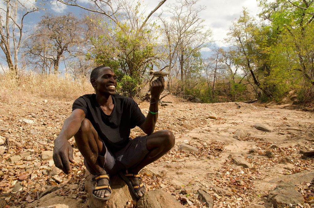 Honeyguide Hunter,Communicating