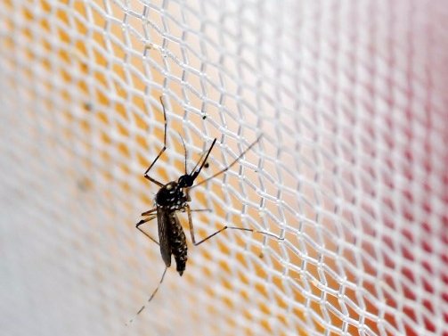 An aedes aegypti mosquitoes is seen in The Gorgas Memorial institute for Health Studies laboratory as they conduct a research on preventing the spread of the Zika virus and other mosquito-borne diseases in Panama City