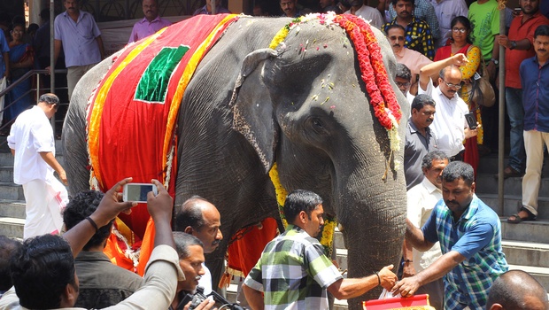 Dakshayani the 86 year old elephant during the function organised by Travancore Devaswom Board to accord it with'gajamuthassi title