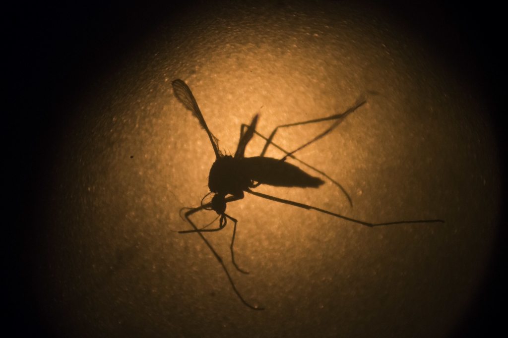 Zika-Pregnant Women An Aedes aegypti mosquito