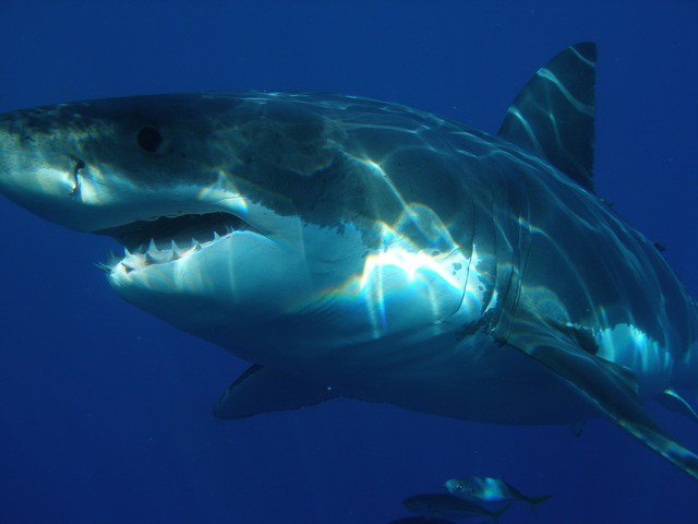 6-Year-Old Catches Great White Shark While Fishing Off Cape Cod