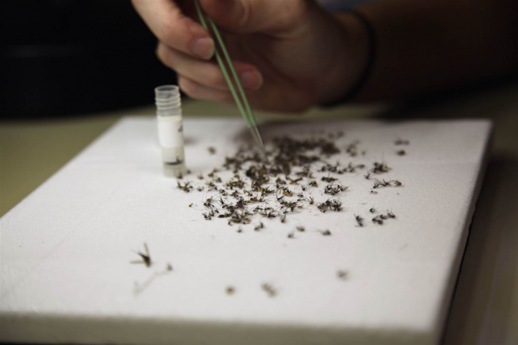 Brazilian scientists ID 2nd common mosquito as Zika source