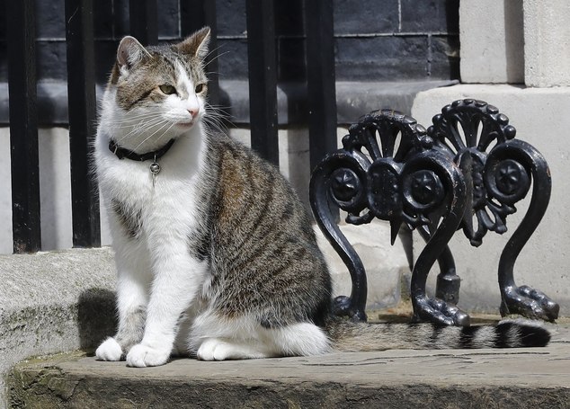 Larry the Downing Street cat sits on the steps of 10 Downing Street in London after Britain's Prime Minister David Cameron left to face prime minister's que