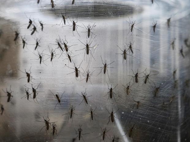 Doctors urged to check pregnant women for Zika at each visit