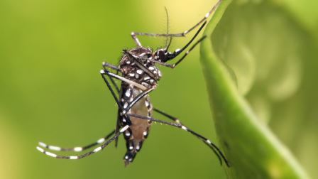 Zika-Related Birth Defects