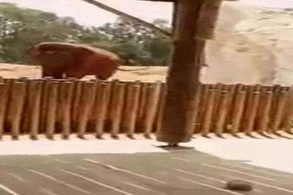 Morocco zoo: Girl dies after deadly attack by elephant