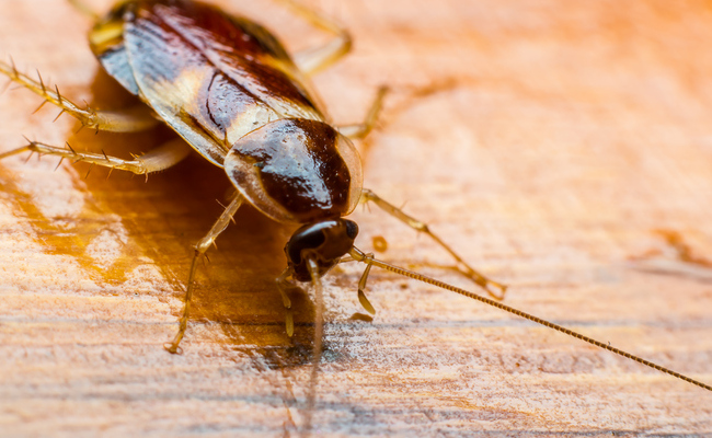 Cockroach Milk: Coming Soon to a Grocery Store Near You?