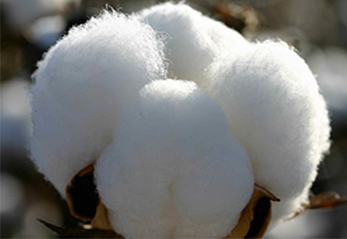 Cotton Stockpiles Seen Falling By A Third As Output Plunges