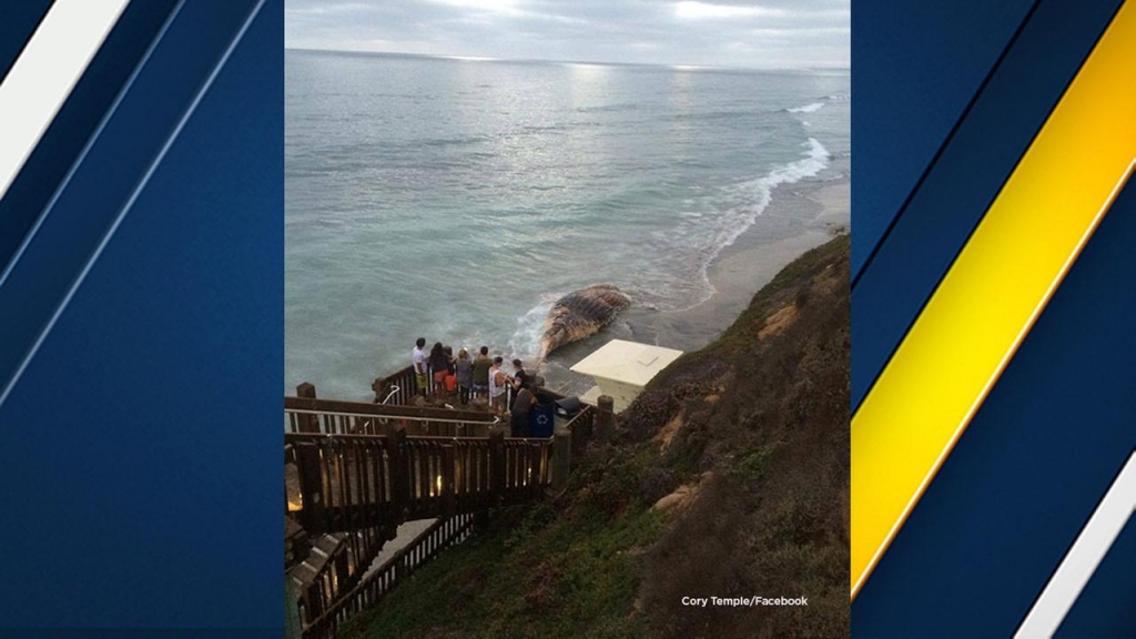 The carcass of a whale believed to be the same Wally that came ashore at Dockweiler Beach washed up in Carlsbad on Saturday