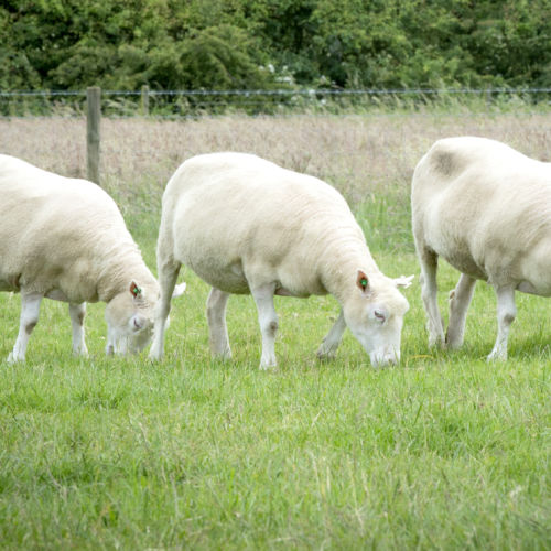 Dolly the Sheep Clones Are Ageing Just Fine