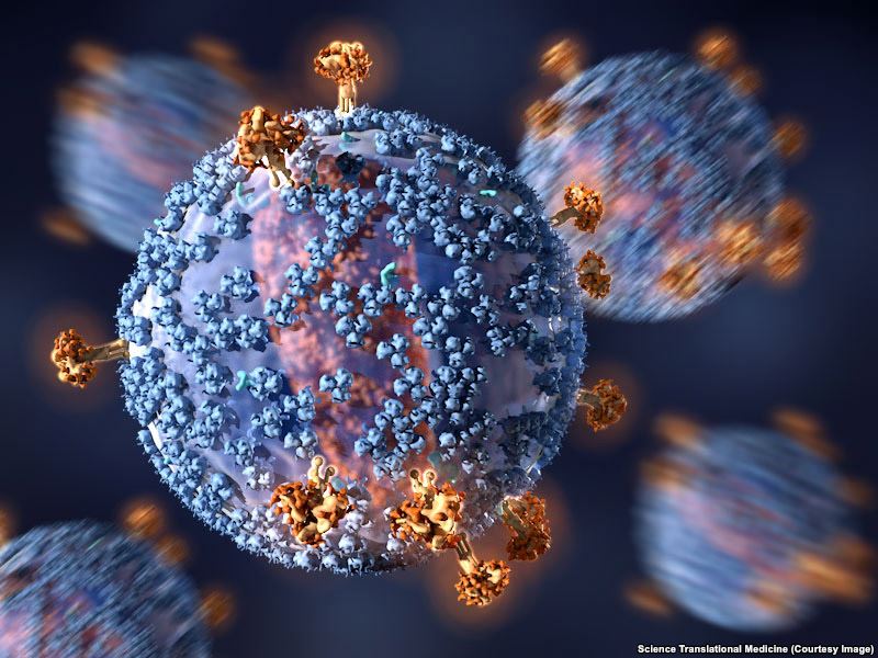 FILE- An early clinical trial shows that passive immunization with an HIV-1 neutralizing antibody can help lower the amount of virus in the blood of an HIV-1-infected subject