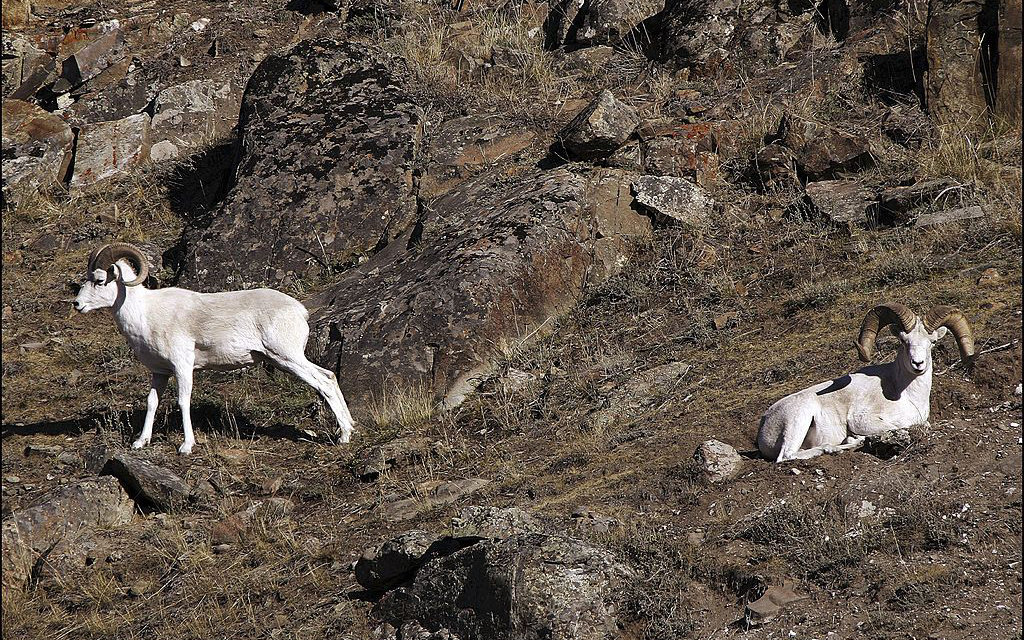 White Goats Alaska