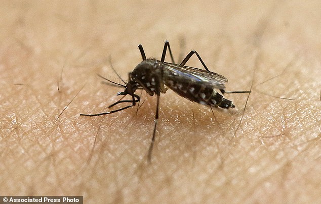 Officials fear the Miami case could be the first to come directly from a mosquito bite in the United States. They are now testing US mosquitoes for the virus which is most commonly carried by the Aedes aegypti