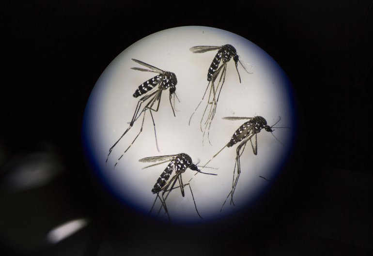 Zika: First case of female-to-male transmission of virus recorded in New York