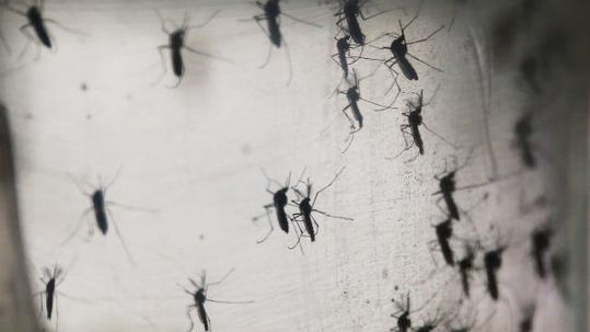 Zika virus in York County: Officials plan news conference to discuss disease