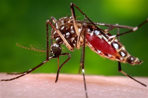 Centers for Disease Control and Prevention shows a female Aedes aegypti mosquito in the process of acquiring a blood meal from a human host. The The Centers for Disease Control and Prevention on Tuesday Jan. 19