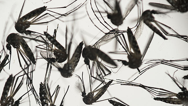 South Florida mosquitos may be transmitting Zika, CDC says