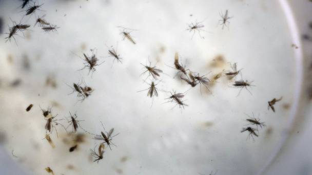 Florida identifies more cases of the Zika virus not related to travel