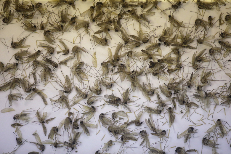 Florida mosquitoes being tested for Zika to confirm case