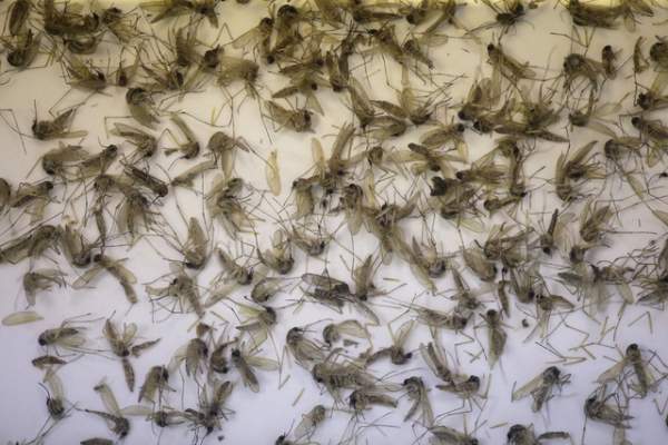 Florida may have a second non-travel-related Zika case