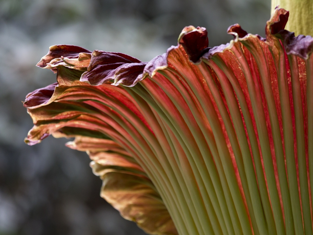 A'corpse flower is seen in bloom at the U.S. Botanic Garden in Washington D.C. in 2013. This is not the same flower that's about to bloom in New York