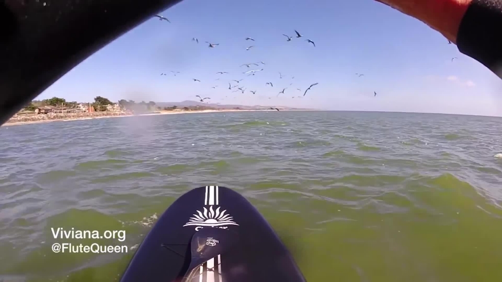 Watch whale-searching paddle boarder get the surprise of her life