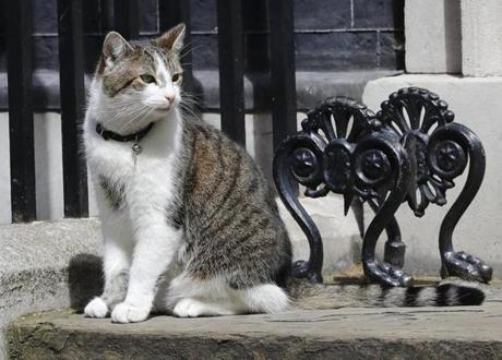 Larry the Downing Street cat sits on the steps of 10 Downing Street in London after Britain's Prime Minister David Cameron left to face prime minister's questions for the last time Wednesday