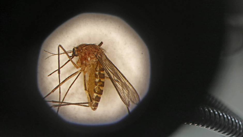 Year's first West Nile virus case found in Anderson