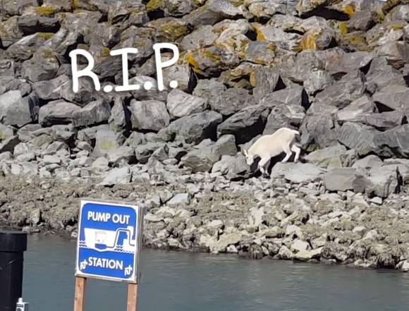 Interference Results in Mountain Goat Drowning Near Seward's Sealife Center