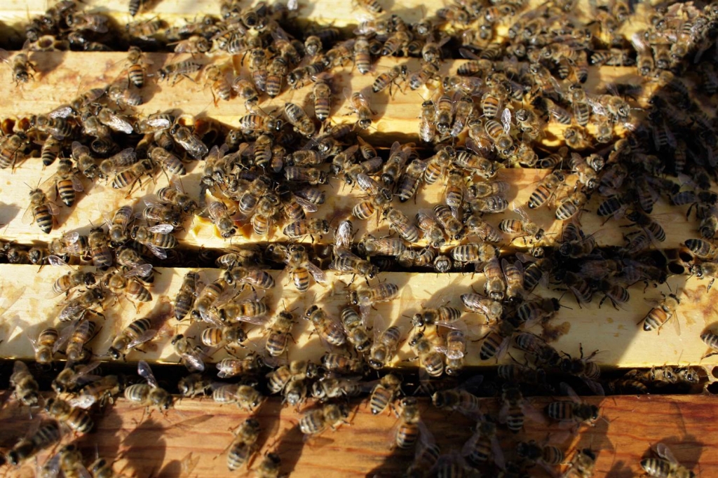 Image BEES ALMOND POLLINATION