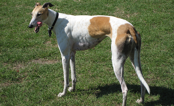 GraceTheGreyhound RS