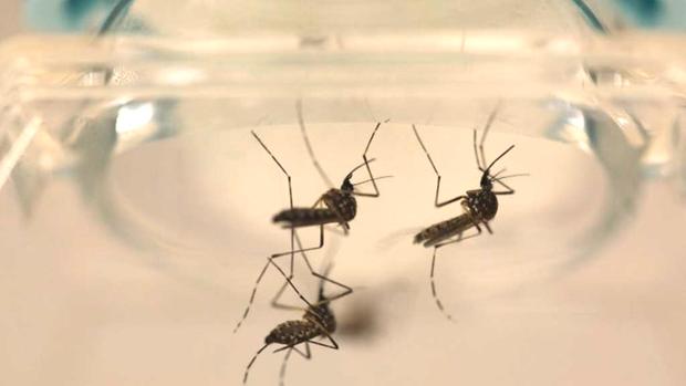 Florida Probes 2 Zika Cases Possibly Spread by Mosquitoes