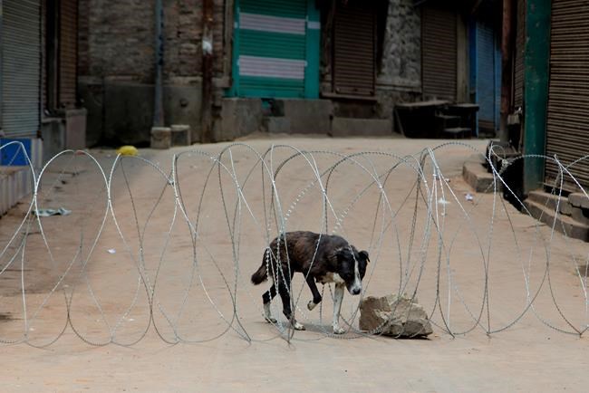 A stray dog crosses through a barbed wire set up as a road blockade by Indian troops during the ninth straight day of curfew in Srinagar Indian controlled Kashmir Sunday