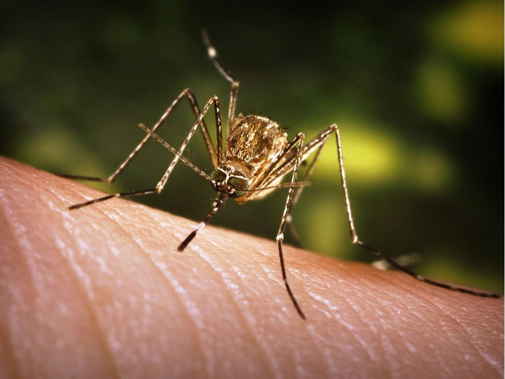 Infected Culex tarsalis mosquitoes — the type that carry West Nile virus — have been found in southern Saskatchewan