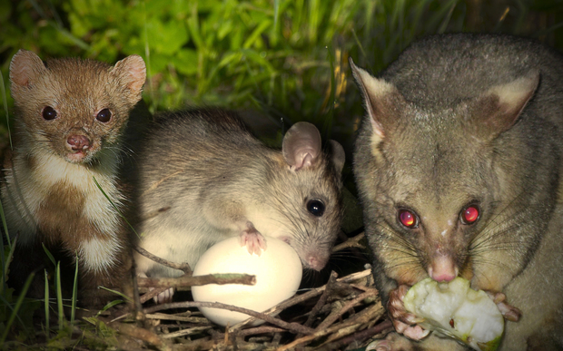 From left to right a stoat rat and possum