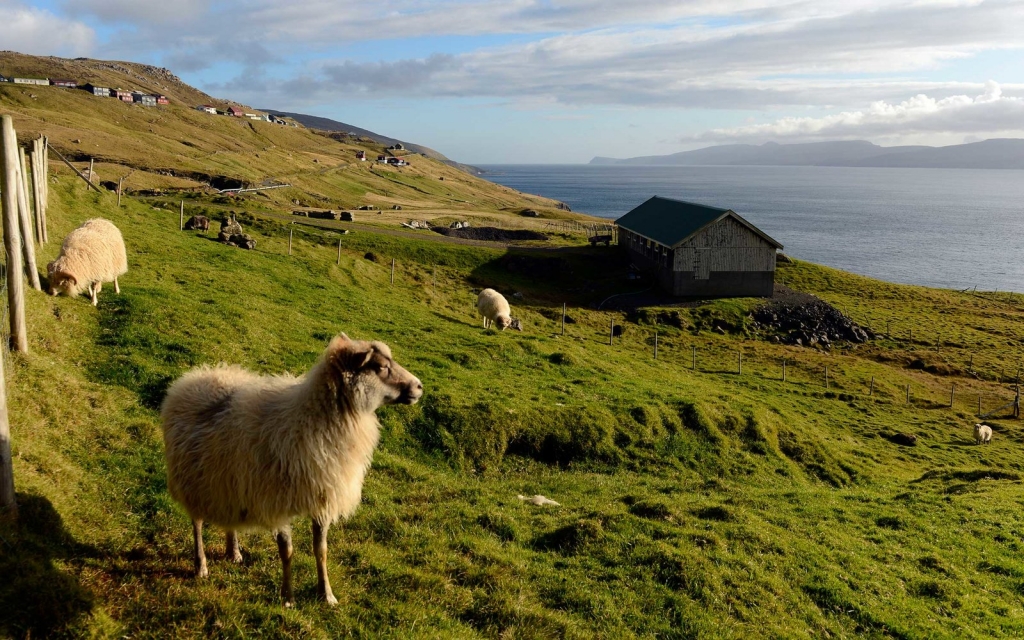 Faroe Islands Sheep