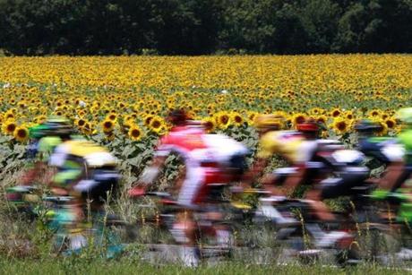 The pack rides past a sunflowers field during the 162,5 km seventh stage of the 103rd edition of the Tour de France cycling race