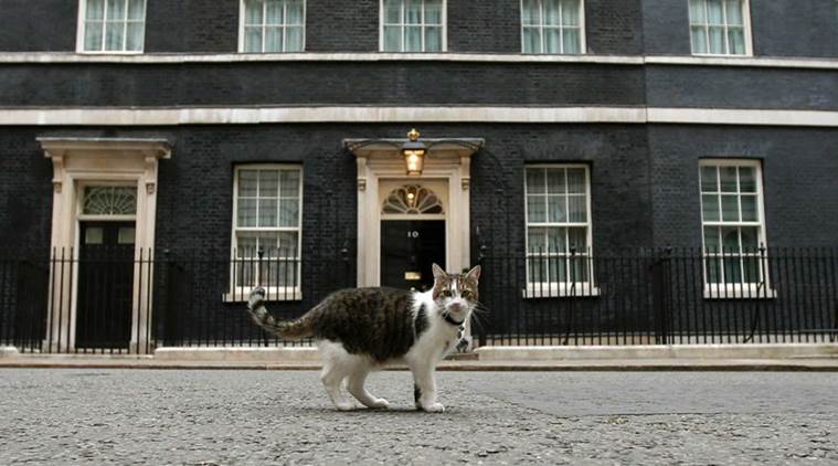 Larry the cat David Cameron Britian Brexit 10 Downing street Britian PM Britian Prime minister world news britian news latest news