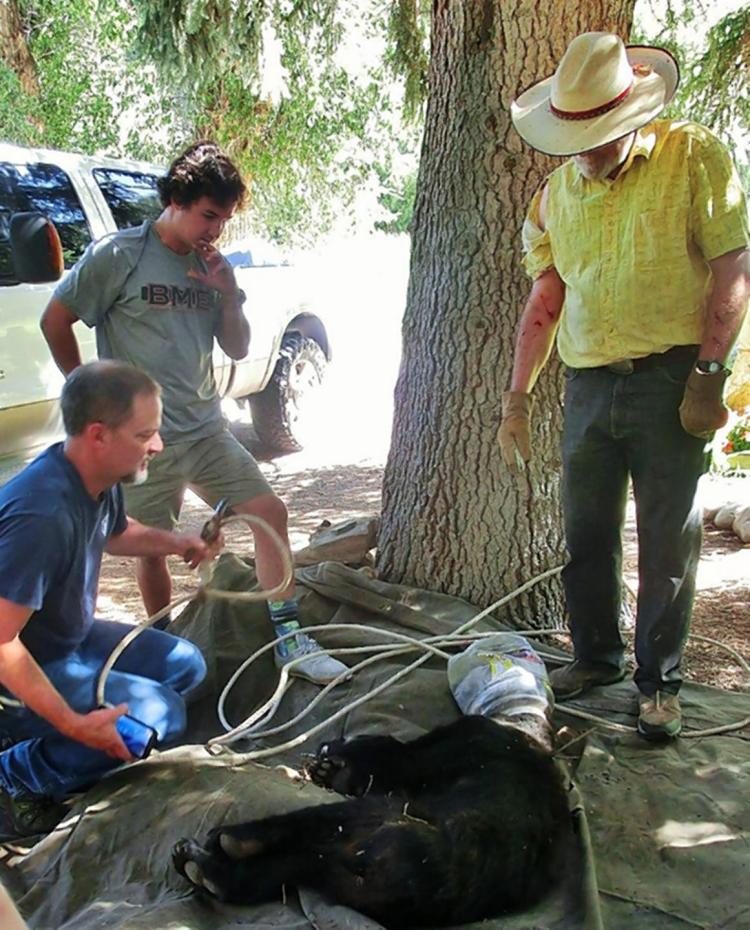 Colorado bed and breakfast owner Jim Hawkins saved a bear who had a jar of cheese balls stuck on its head