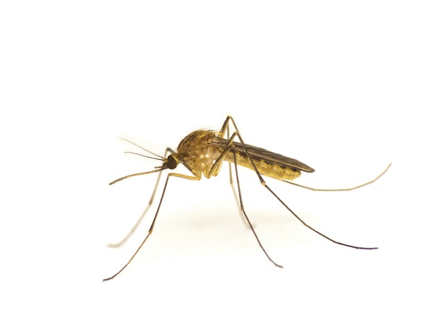 Mosquitoes Found in Woods Hole Test Positive for West Nile