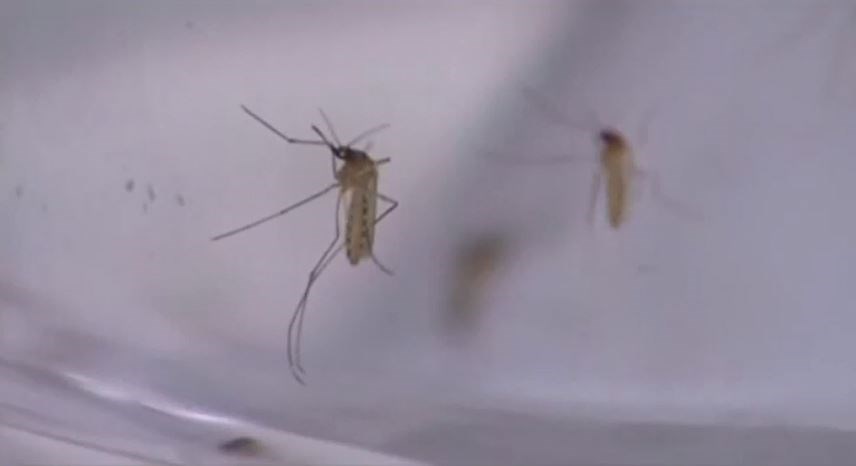 Zika investigations eating up funds, Florida officials say