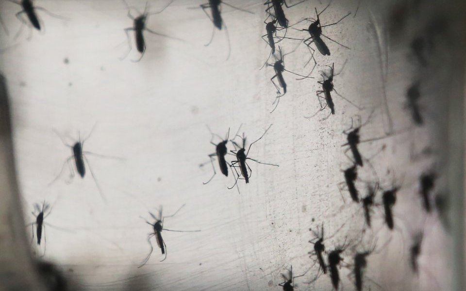 Brazil Faces New Health Epidemic As Mosquito Borne Zika Virus Spreads Rapidly