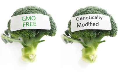 GMO vs non-genetically modified broccoli